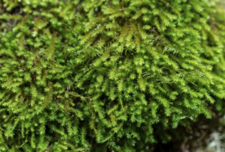 Closeup shot showing some wet green moss vegetation