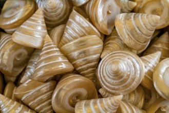 Full frame shot showing lots of polished marine iridescent snail shells