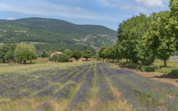 Lavender field near Mont Ventoux, a mountain in the Provence region of southern France
