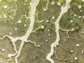 Abstract patterns of dry streams at low tide. In the marshland of the Bahía de Cádiz Nature Reserve