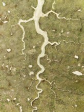 Abstract patterns of dry streams at low tide. In the marshland of the Bahía de Cádiz Nature Reserve