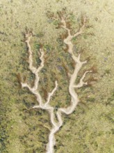 Abstract patterns of dry streams at low tide. In the marshland of the Bahía de Cádiz Nature Reserve
