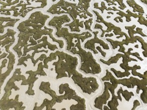 Network of dry channels and streams at low tide. In the marshland of the Bahía de Cádiz Nature