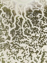 Network of dry channels and streams at low tide. In the marshland of the Bahía de Cádiz Nature