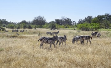 Savanna scenery showing a flock of zebras in Botswana
