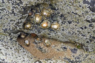 Full frame detail of a coastal rock formation with lots of Sessilia in Brittany, France