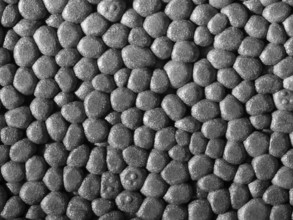 Full frame closeup of a grey Polystyrene surface