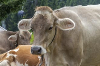 Some cattle seen in Tyrol, a district in Austria