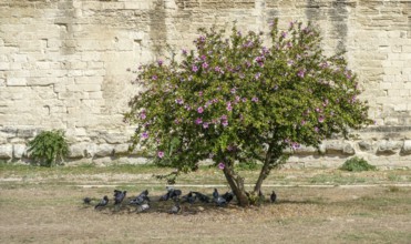 Blooming buah with lots of doves in its shadow seen in Lecce, a city in Apulia, Italy