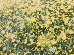 Abstract patterns in the shallow water of a saline pond in the marshland of the Bahía de Cádiz