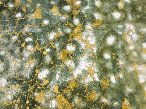 Abstract patterns in the shallow water of a saline pond in the marshland of the Bahía de Cádiz