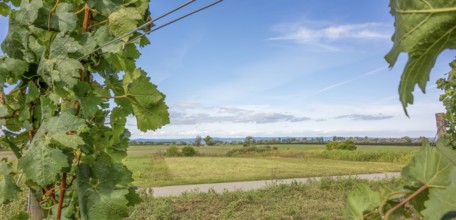 Scenery including some grapevine plants around Illmitz in a area named Burgenland in Austria