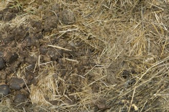Full frame detail of a rotting manure heap