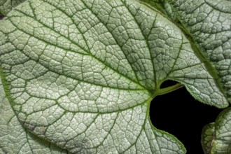 Full frame green and white bicolor leaves in black back