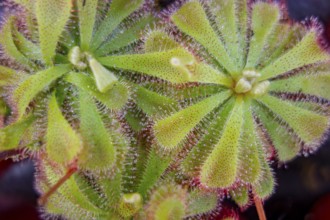 Some Drosera aliciae sundew plants in dark back