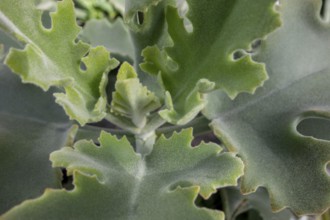 Closeup shot of a felt bush plant