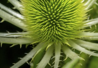 Full frame macro shot showing a detail of a wild teasel flower