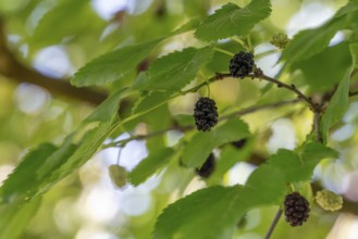 Detail shot of a mullberry tree with some black fruits on a twig