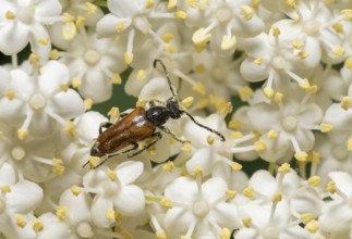 Macro shot of a fairy-ring longhorn beetle on elderflower blossom