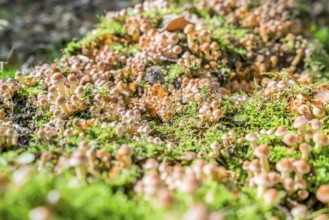 Low angle shot showing lots of mushrooms in forest ambiance