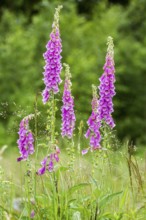 Common foxglove flowers in natural vegetation ambiance