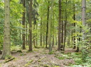 Sunny illuminated idyllic forest scenery at late summer time