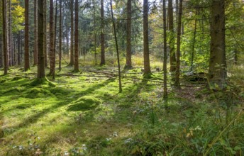 Idyllic forest scenery at summer time seen in southern Germany