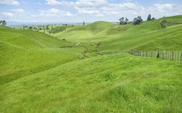 Idyllic rural scenery at the Waikato region at the North Island of New Zealand