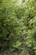 Natural jungle scenery around Around Te Anau at the South Island of New Zealand