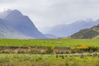 Landscape around Dunedin at the South Island of New Zealand