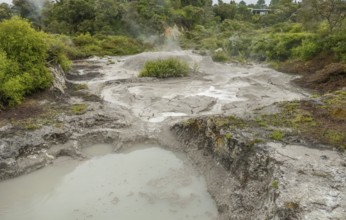 Scenery around the Geothermal Valley Te Puia in New Zealand