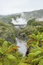 Scenery around the Geothermal Valley Te Puia in New Zealand