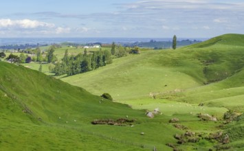 Idyllic rural scenery at the Waikato region at the North Island of New Zealand