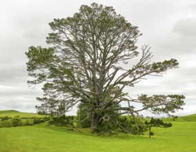 Huge old tree in idyllic green ambiance