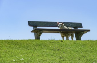 Sheep around a bench on a levee in sunny ambiance seen in Northern Germany