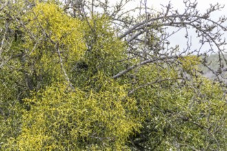 Detail shot of a tree overgrown with lots of mistletoe plants