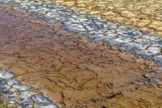 Riparian closeup at a brine lagoon in the Camargue, a natural region in southern France