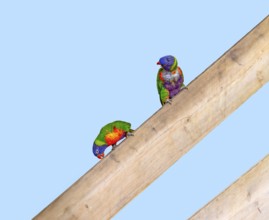 2 Coconut lorikeets sitting on a wooden plank in light blue back