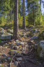 Forest scenery around the Vologne river near Gerardmer in the Vosges Mountains