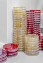 Lots of stacked petri dishes filled with colorful agar growth medium