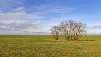 Idyllic rural scenery with meadow and trees in Hohenlohe, an area in Southern Germany at winter