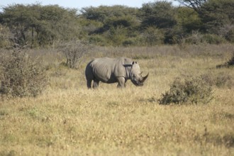 A White rhinoceros in South Africa