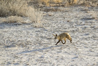 Walking Jackal in Namibia in savanna ambiance at evening time