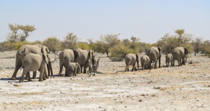 Sunny arid savannah scenery including a group of african bush elephants walking in a row seen in