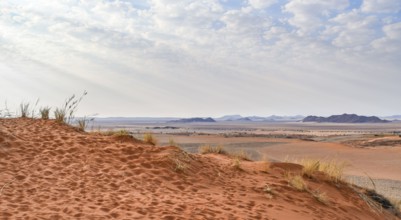 Sandy savanna scenery seen in Namibia