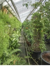 Sunny illuminated scenery in a vegetal greenhouse