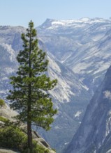 Fir tree and aerial view at the Yosemite National Park in California, USA