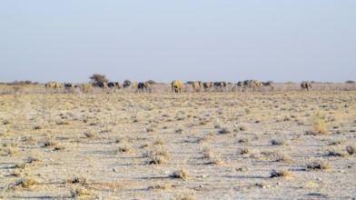 Sandy savanna scenery seen in Namibia