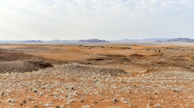 Sandy savanna scenery seen in Namibia