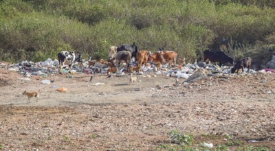 A garbage dump with some cattle and dogs seen in Sri Lanka